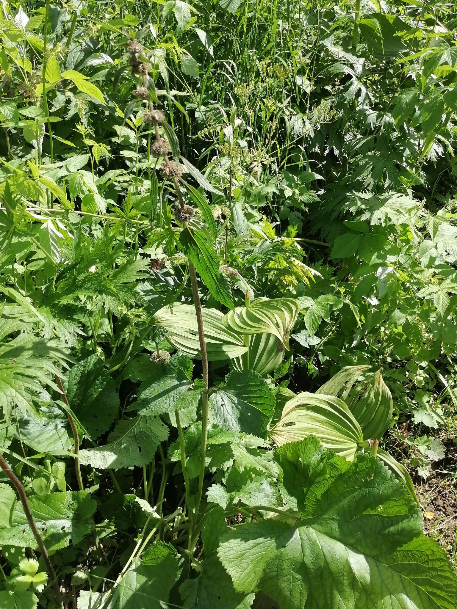 Imagem de Phlomoides alpina (Pall.) Adylov, Kamelin & Makhm.