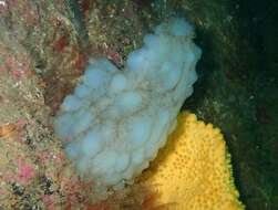 Image of white sea-squirt