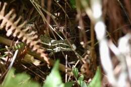 صورة Leiocephalus cubensis (Gray 1840)