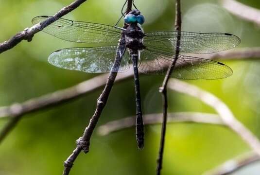 Image of Macromia cincta Rambur 1842