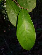 Image of Stephanopodium costaricense G. T. Prance