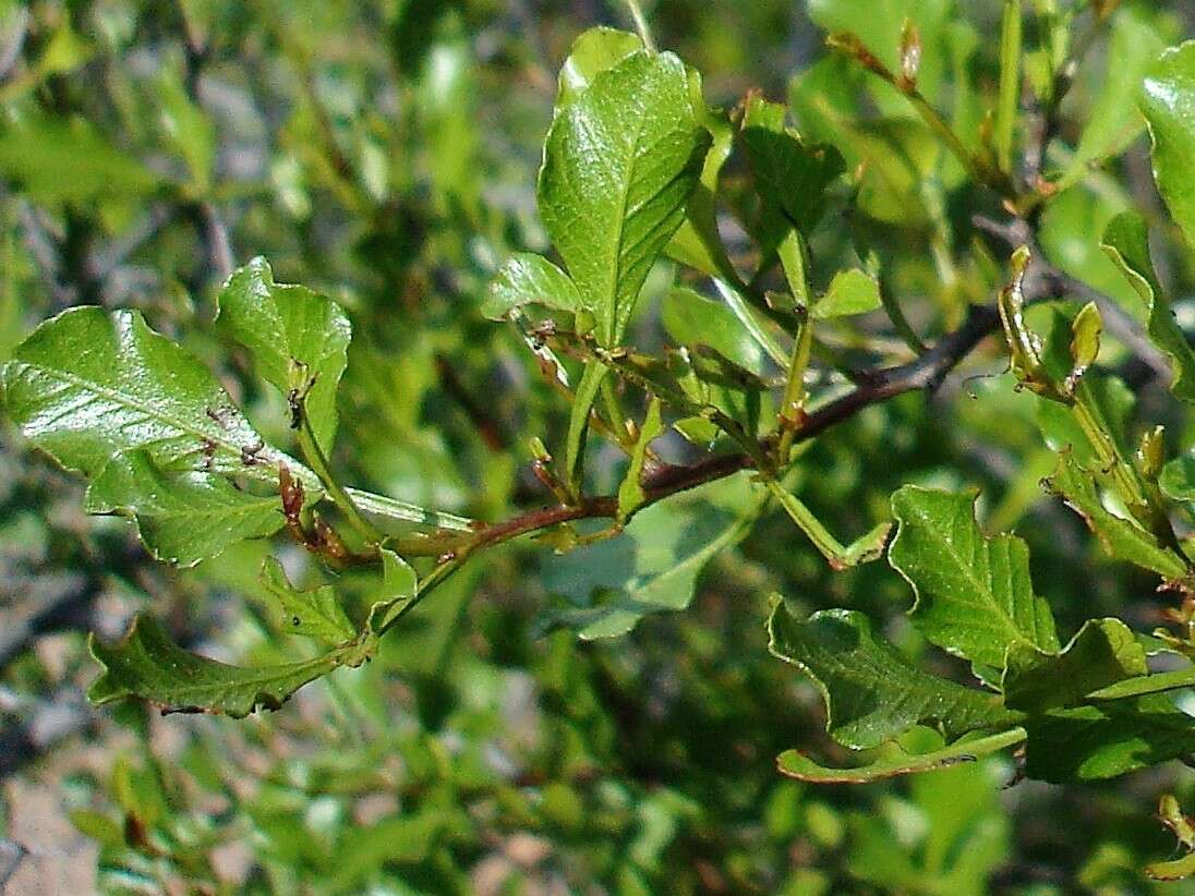 Searsia undulata (Jacq.) T. S. Yi, A. J. Mill. & J. Wen的圖片