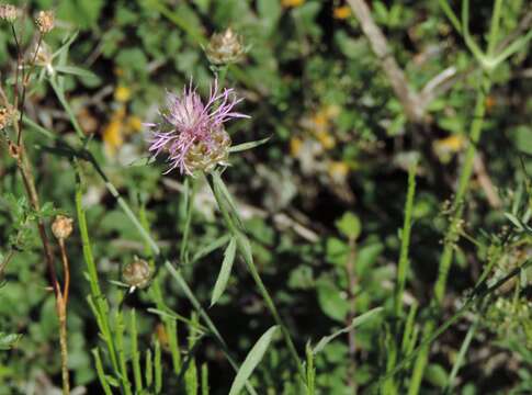 Plancia ëd Centaurea alba subsp. deusta (Ten.) Nym.