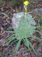 Sivun Verbesina longifolia (A. Gray) A. Gray kuva