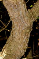 Image of Toad-tree