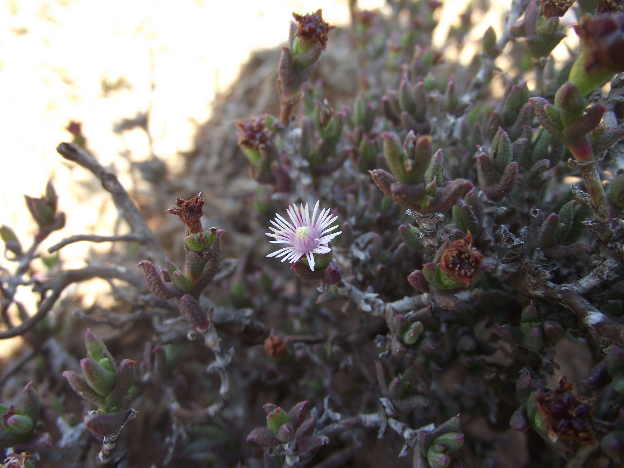 Слика од Ruschia uitenhagensis (L. Bol.) Schwant.