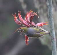 Image of Silvereye