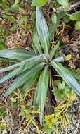 Image of Celmisia spectabilis subsp. lanceolata (Hook. fil.) D. R. Given