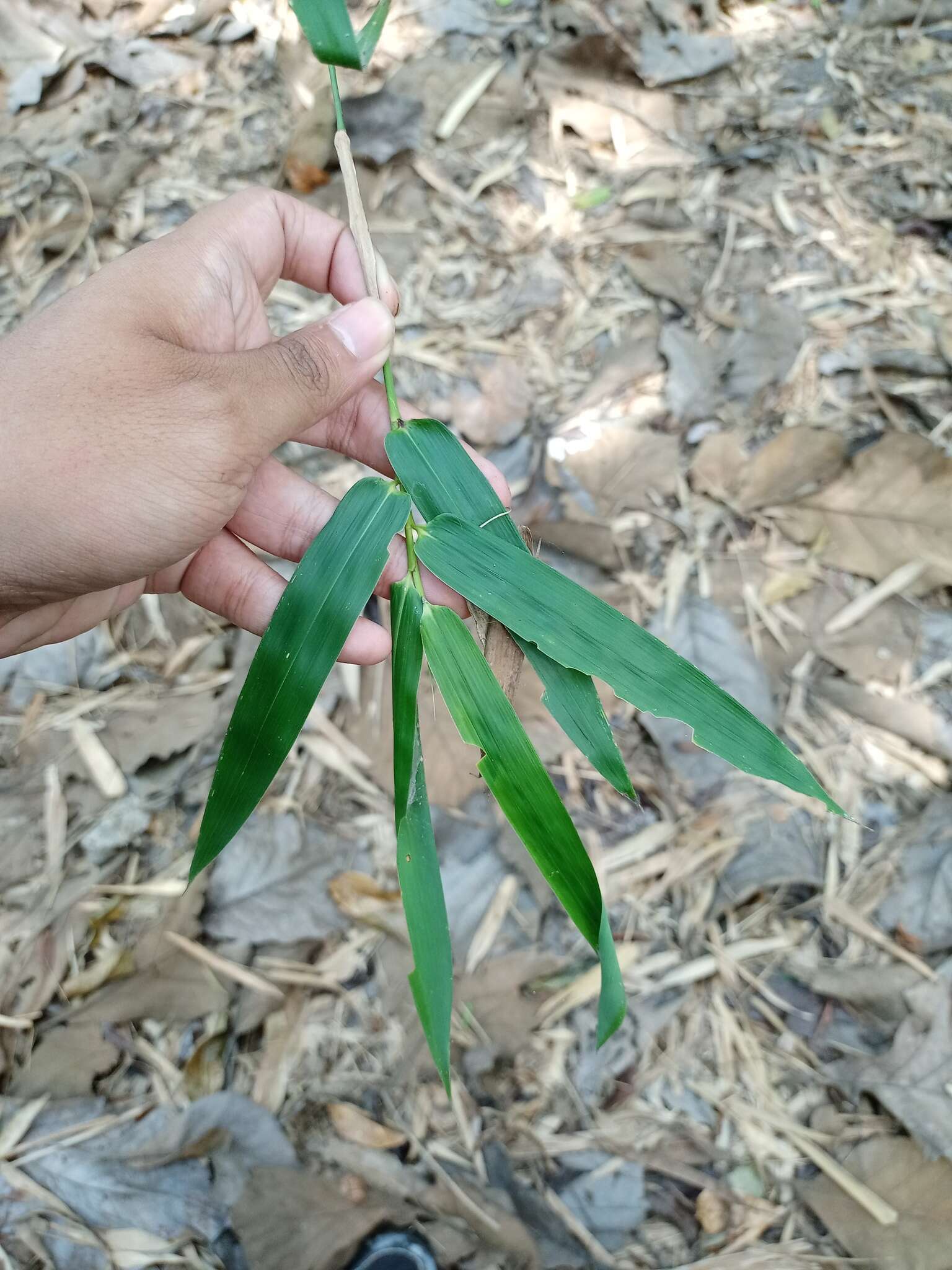 Image of Indian Thorny Bamboo