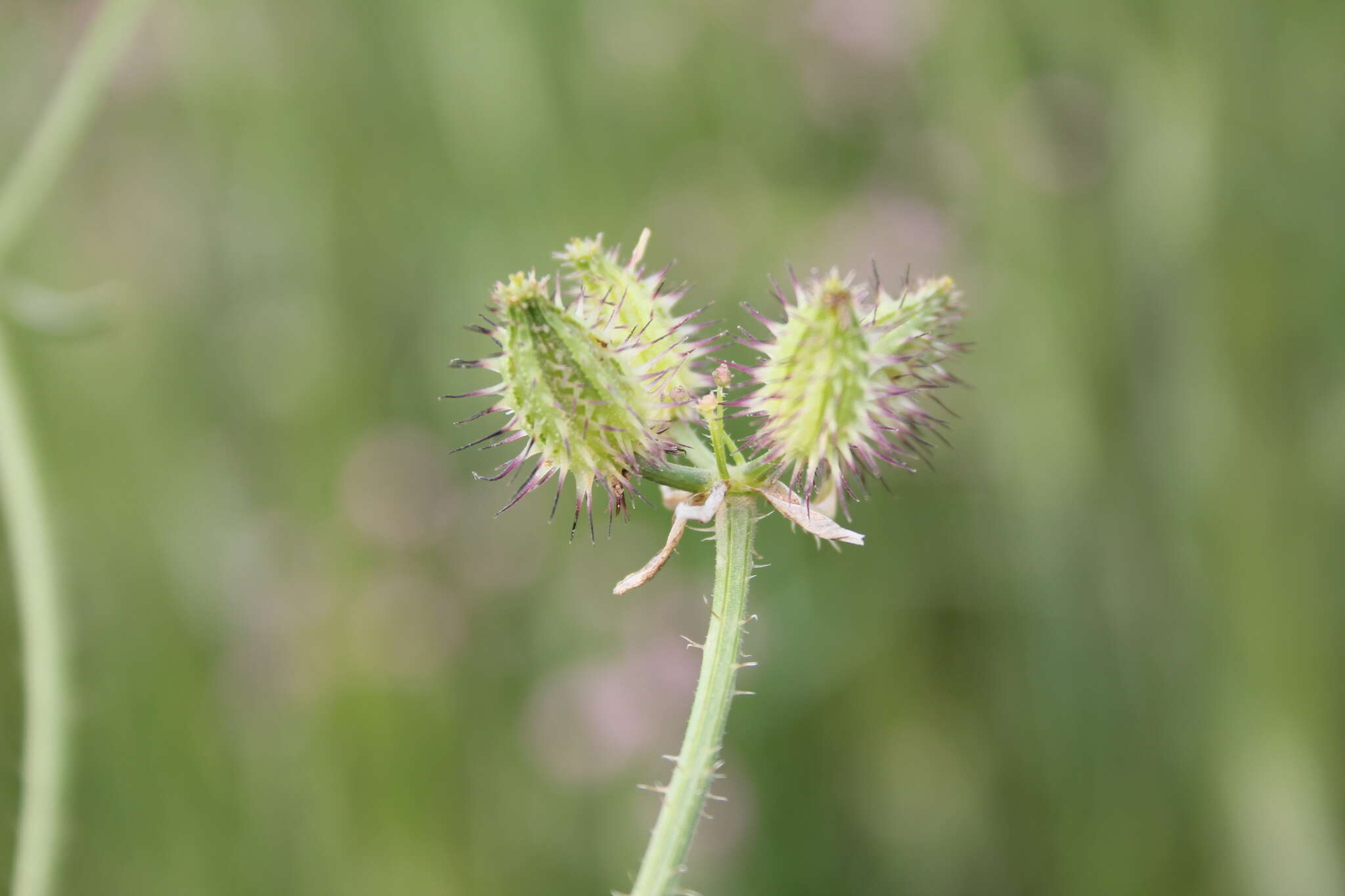 Image of false carrot