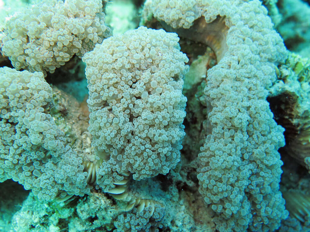 Image of Bubble coral