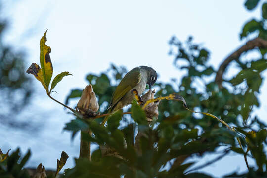 Arizelocichla fusciceps (Shelley 1893) resmi