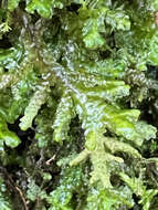 Image of Cliff Scalewort