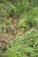 Image of Eleutherospermum cicutarium (M. Bieb.) Boiss.