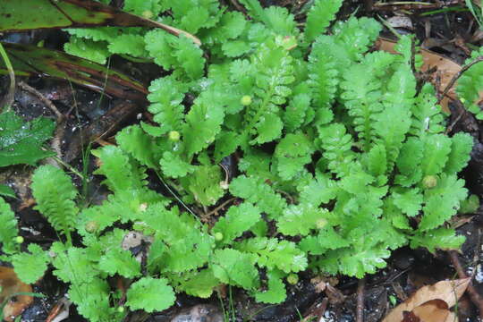 Image of Leptinella potentillina F. Müll.