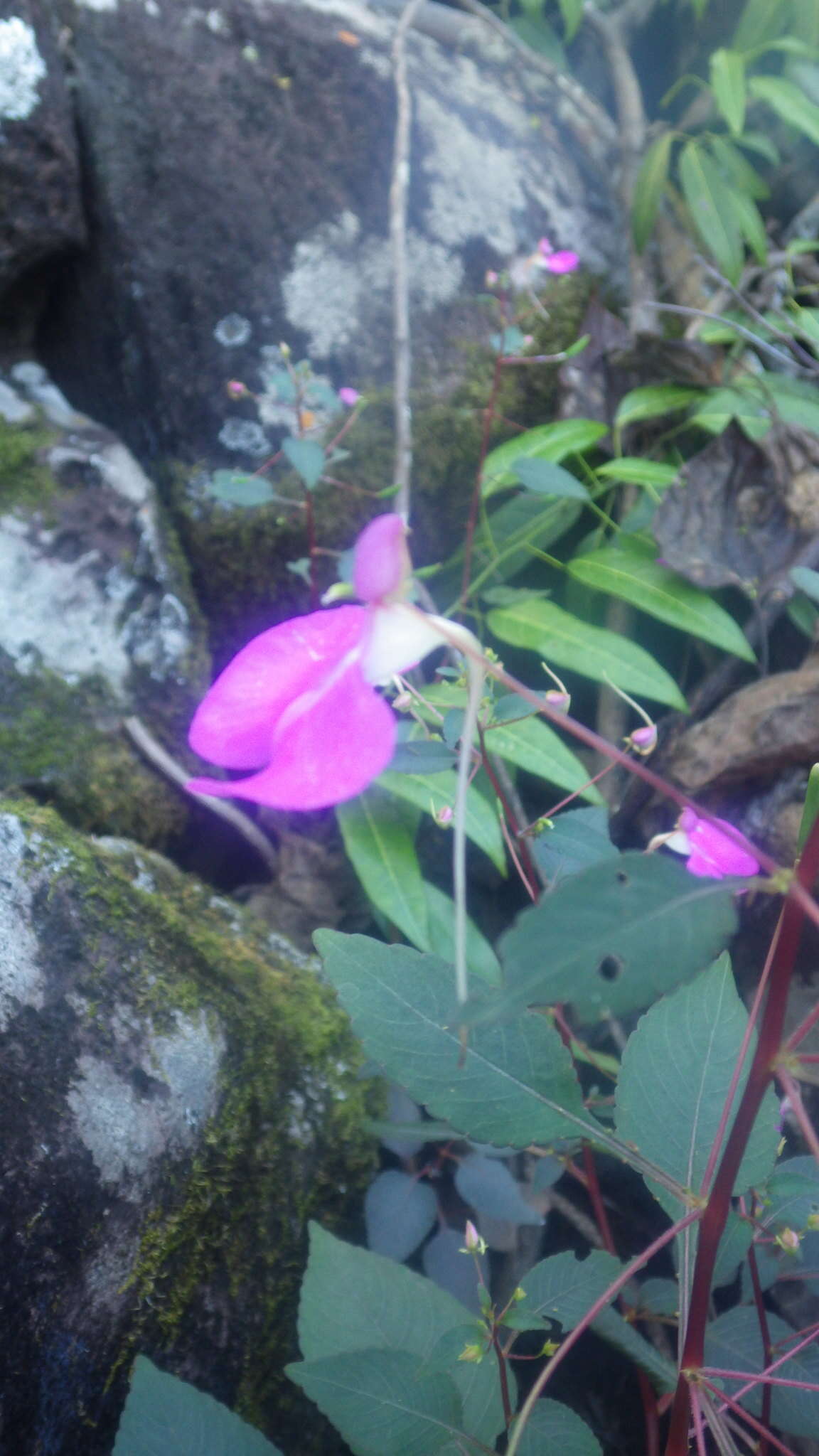 Impatiens bardotiae Eb. Fisch. & Raheliv. resmi