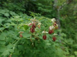 Image of Fendler's meadow-rue