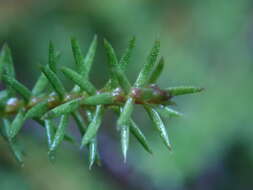 Imagem de Lepidothamnus laxifolius (Hook. fil.) Quinn