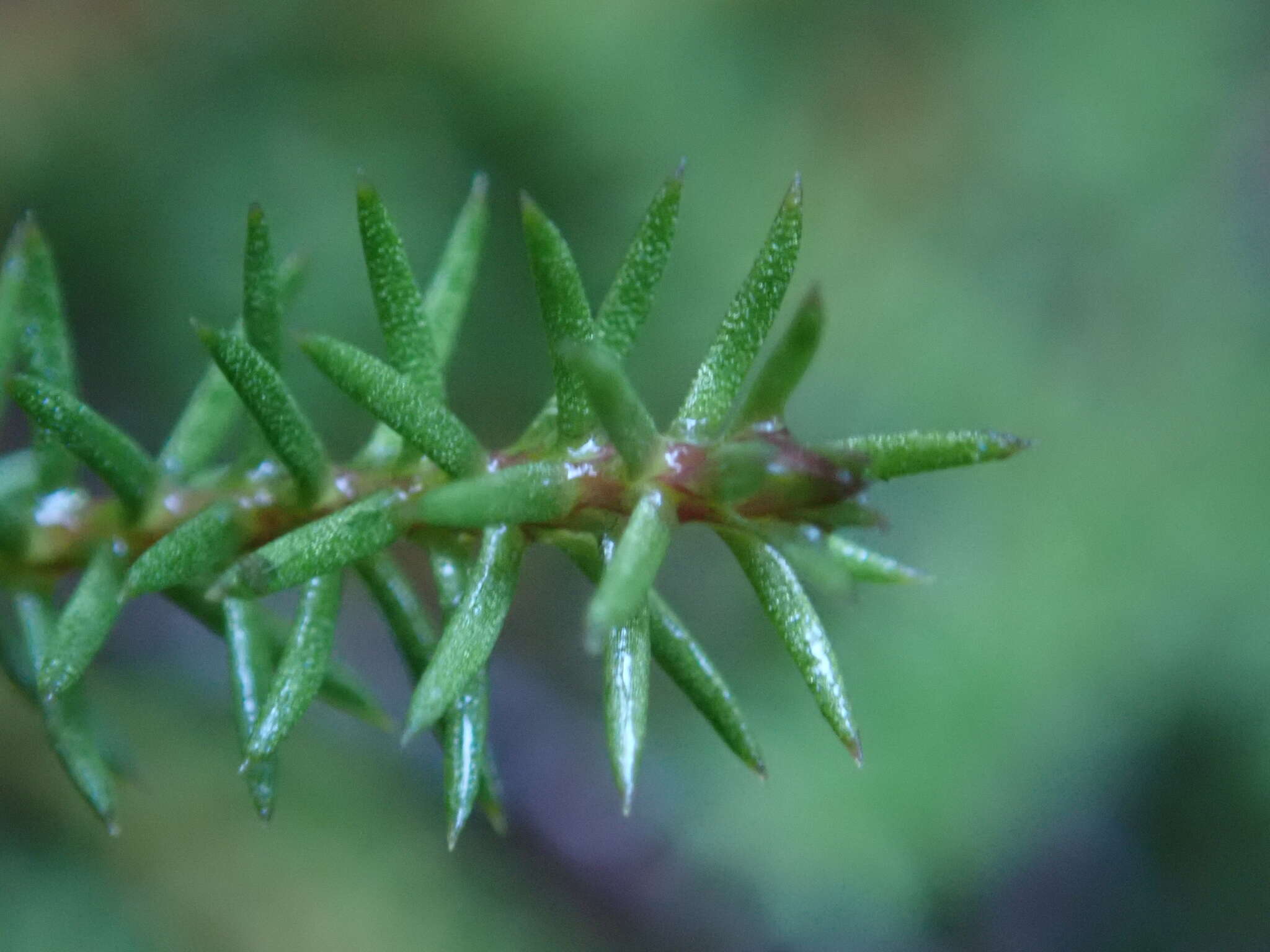 Imagem de Lepidothamnus laxifolius (Hook. fil.) Quinn