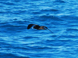 Image of Flesh-footed Shearwater