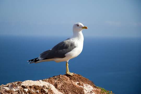 Larus michahellis atlantis Dwight 1922 resmi