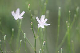 Image of Pecos River skeletonplant