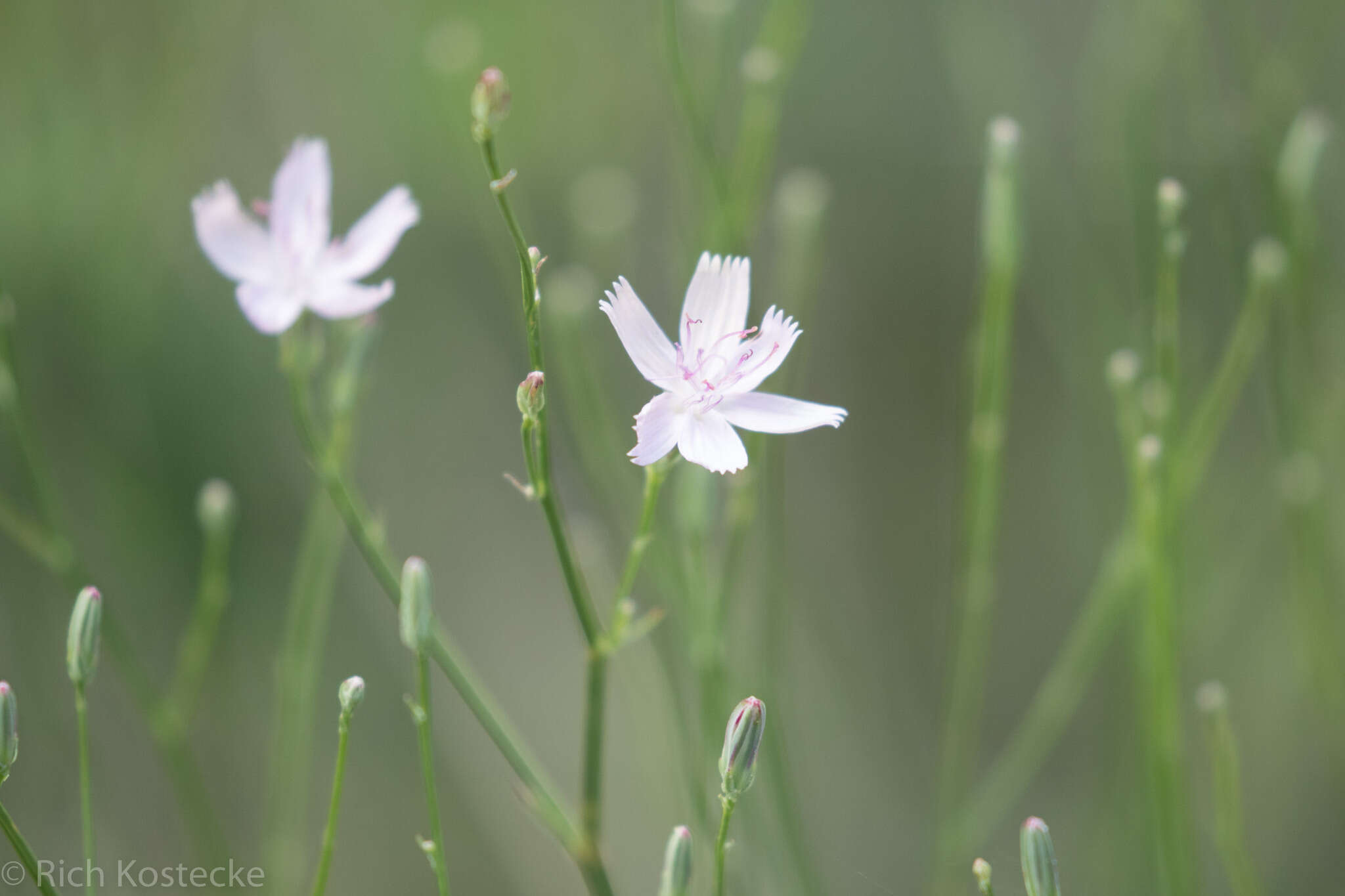 صورة Lygodesmia ramosissima Greene