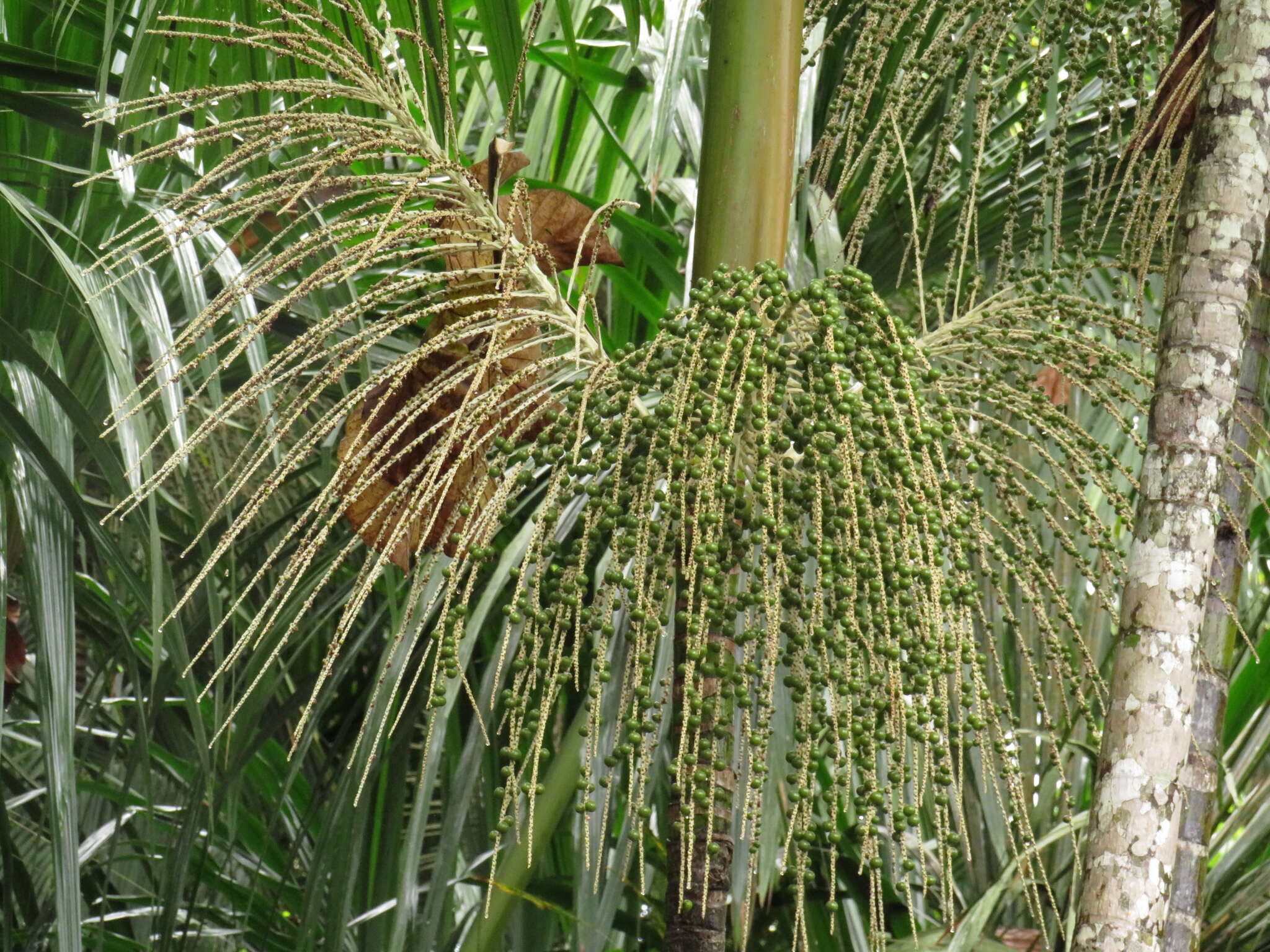 Image of Assai palm