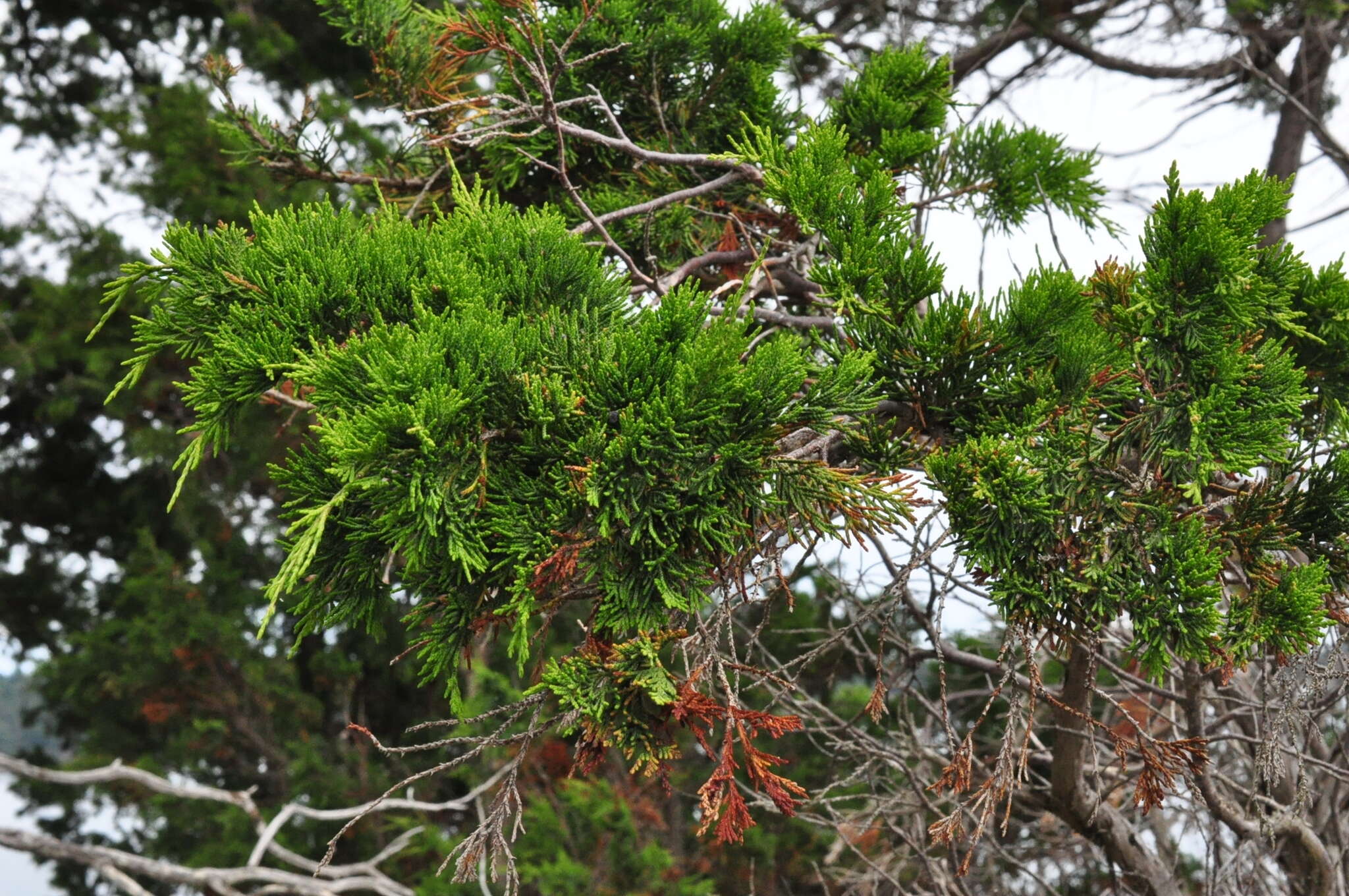 Image of Red-cedar