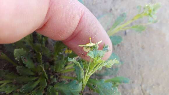 Image of Diascia cuneata E. Mey. ex Benth.