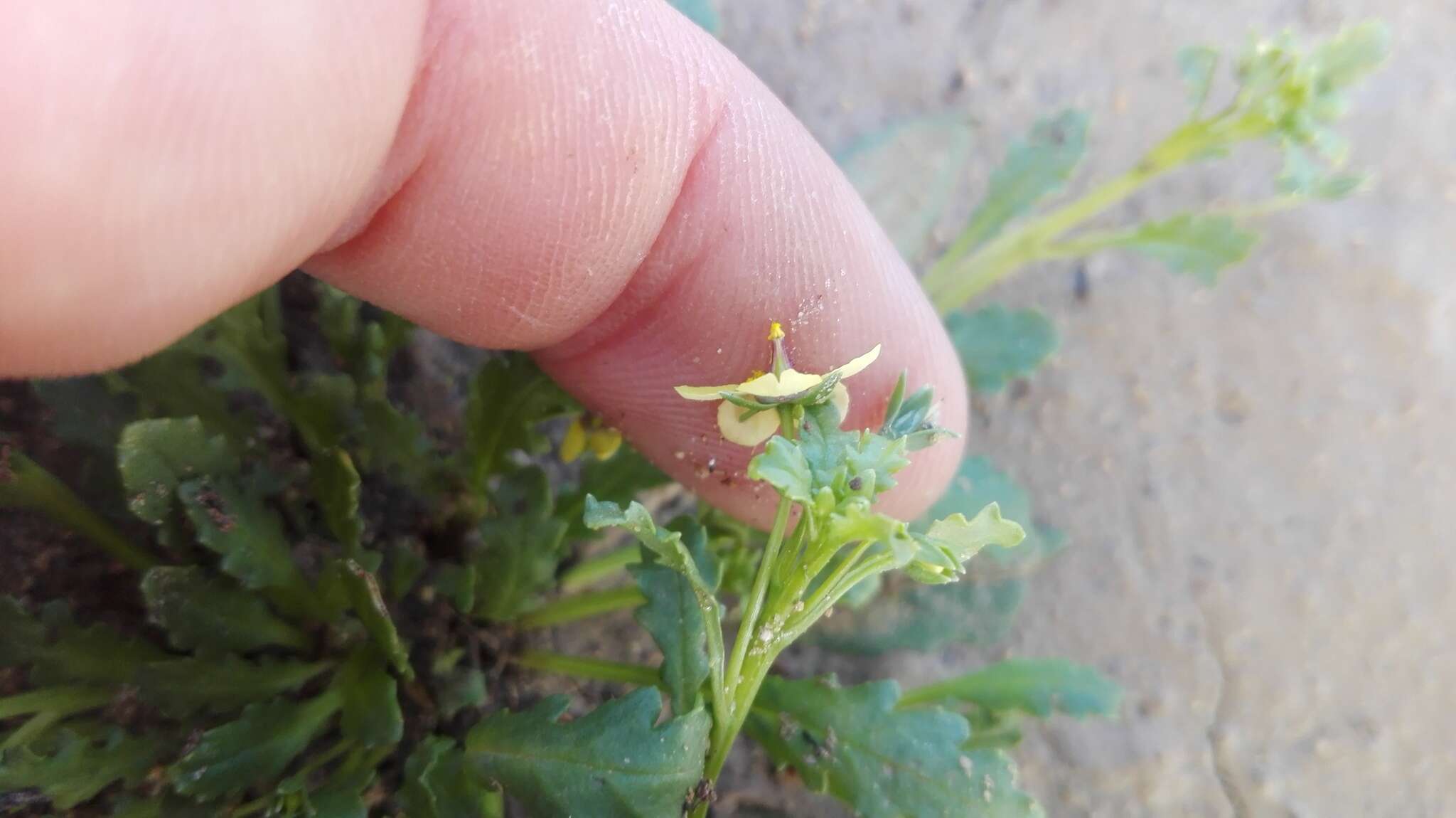 Diascia cuneata E. Mey. ex Benth. resmi