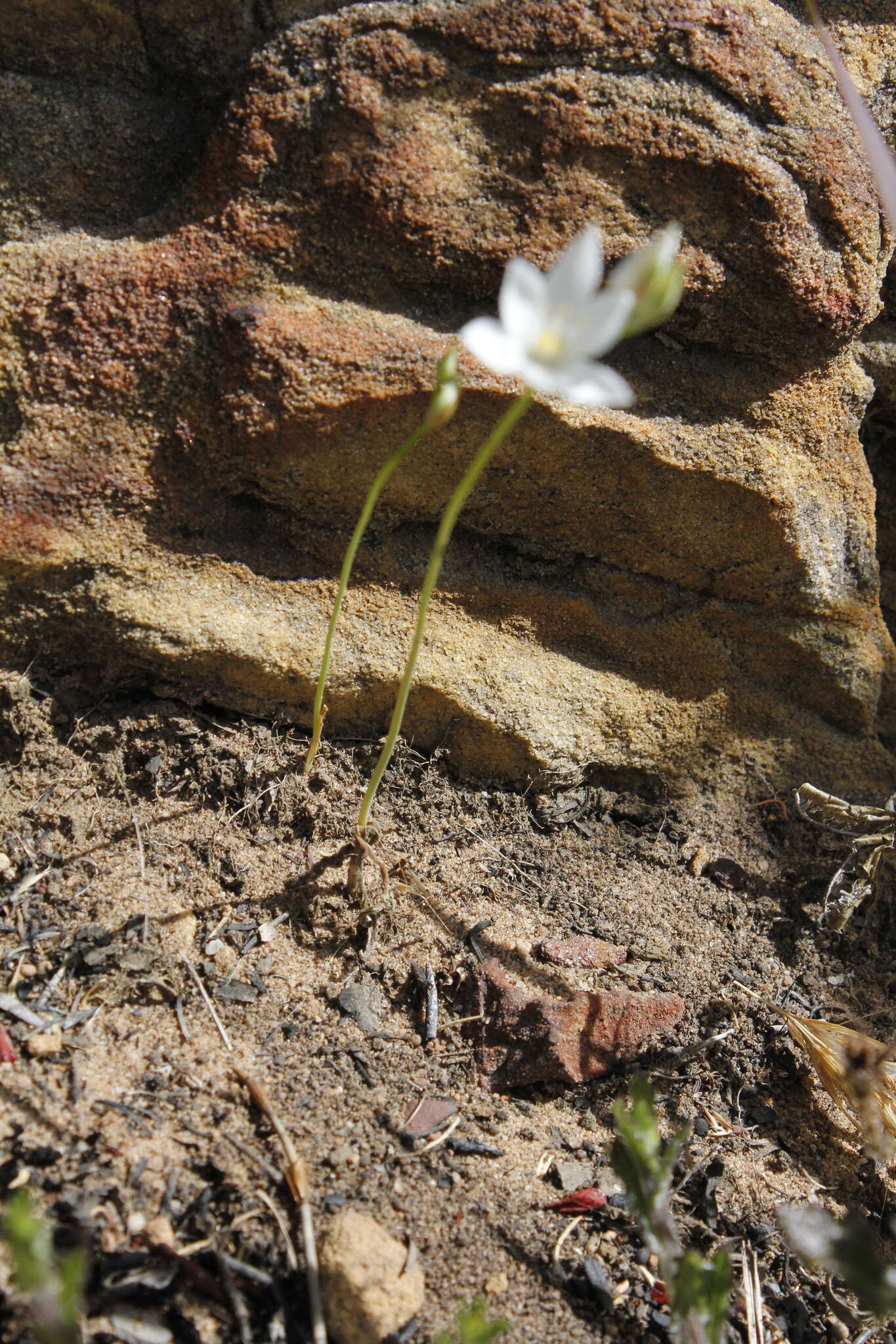 Image of Ornithogalum hispidum subsp. bergii (Schltdl.) Oberm.