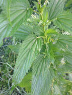 Image of California nettle