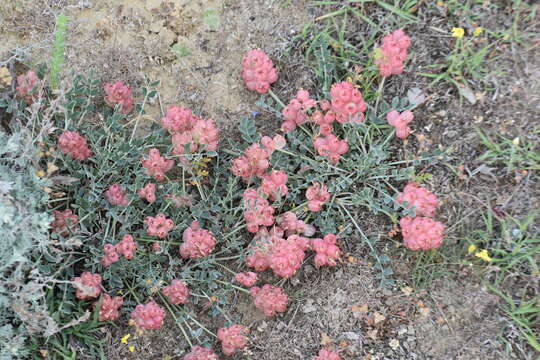 Imagem de Astragalus calycinus Bieb.