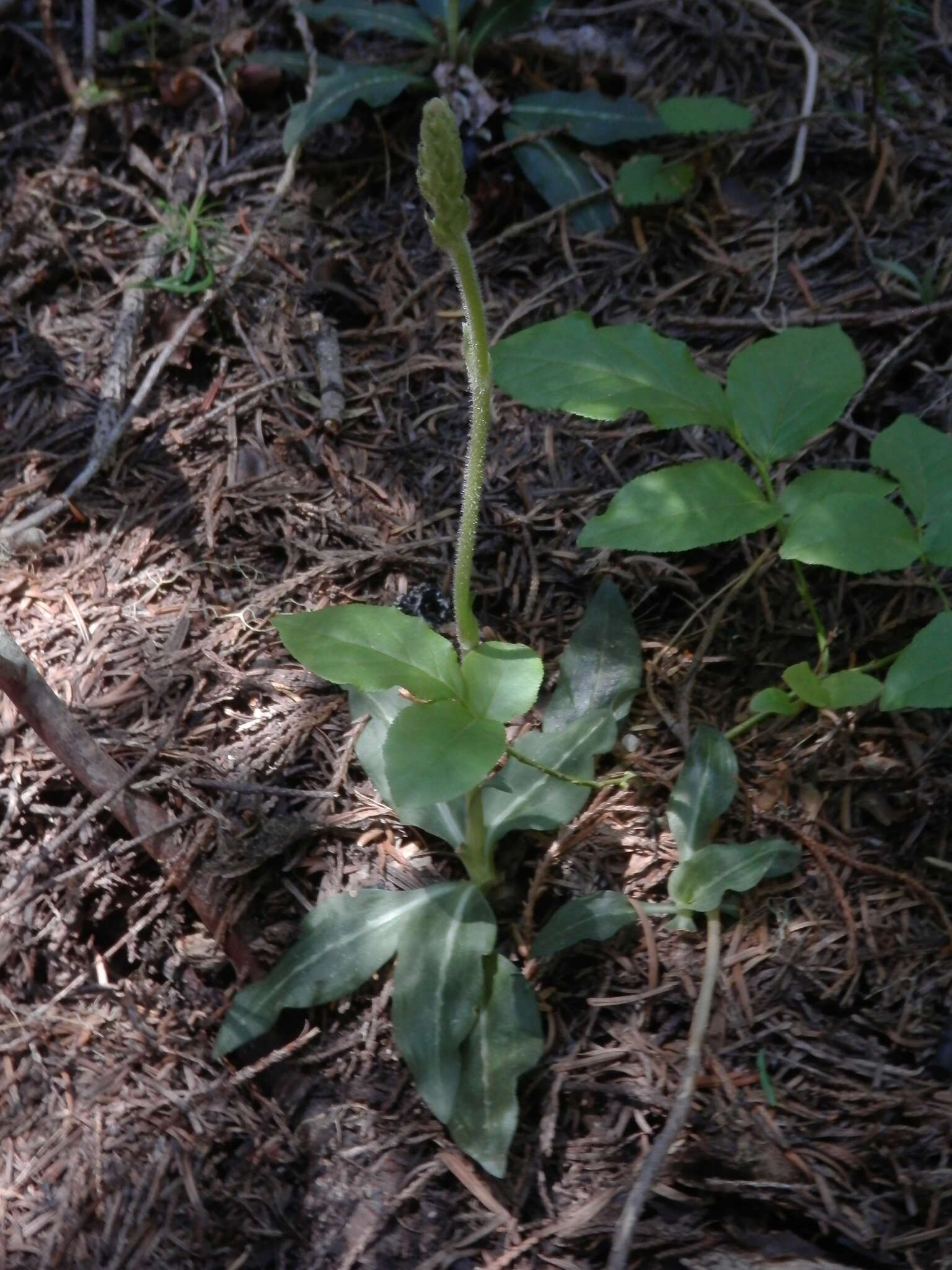 Image of Giant Rattlesnake-plantain