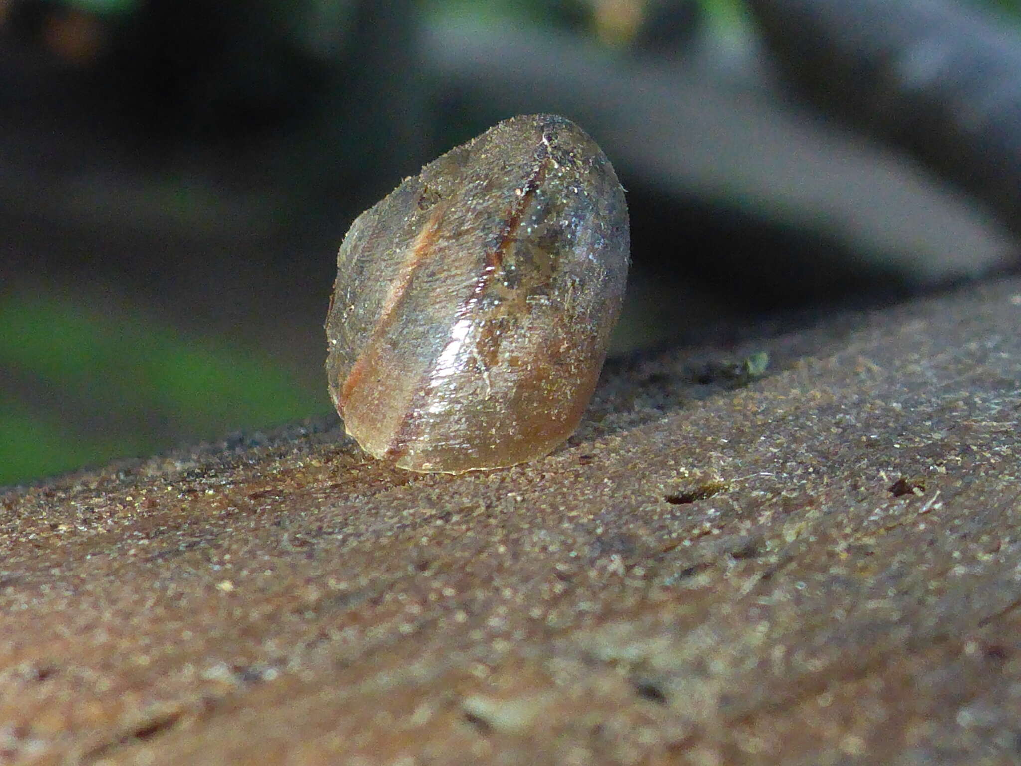 Image of Helminthoglypta nickliniana ramentosa (A. Gould 1856)