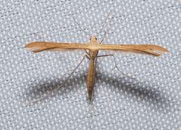 Image de Stenoptilia pterodactyla (Linnaeus 1761)