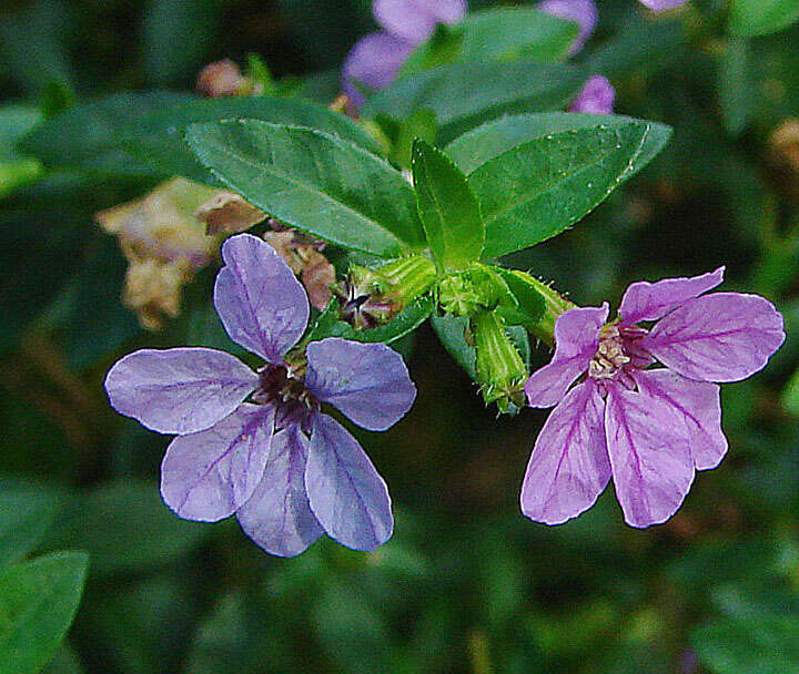 Image of false heather