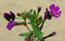 Image of waxweed