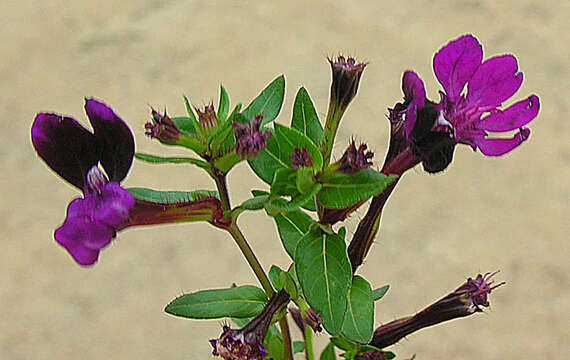 Image of waxweed