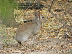 Image of Pediolagus