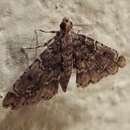 Image of Sufetula diminutalis Walker 1865