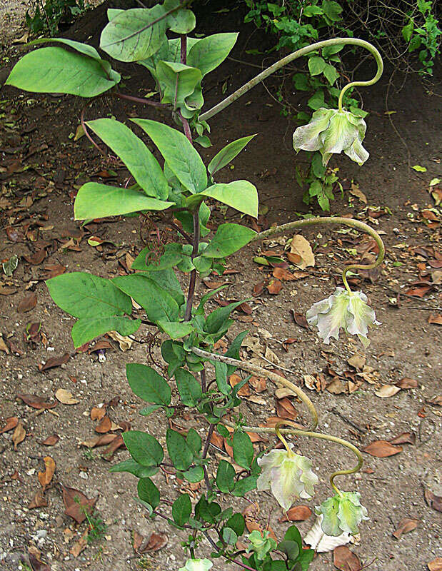 Imagem de Cobaea scandens Cav.