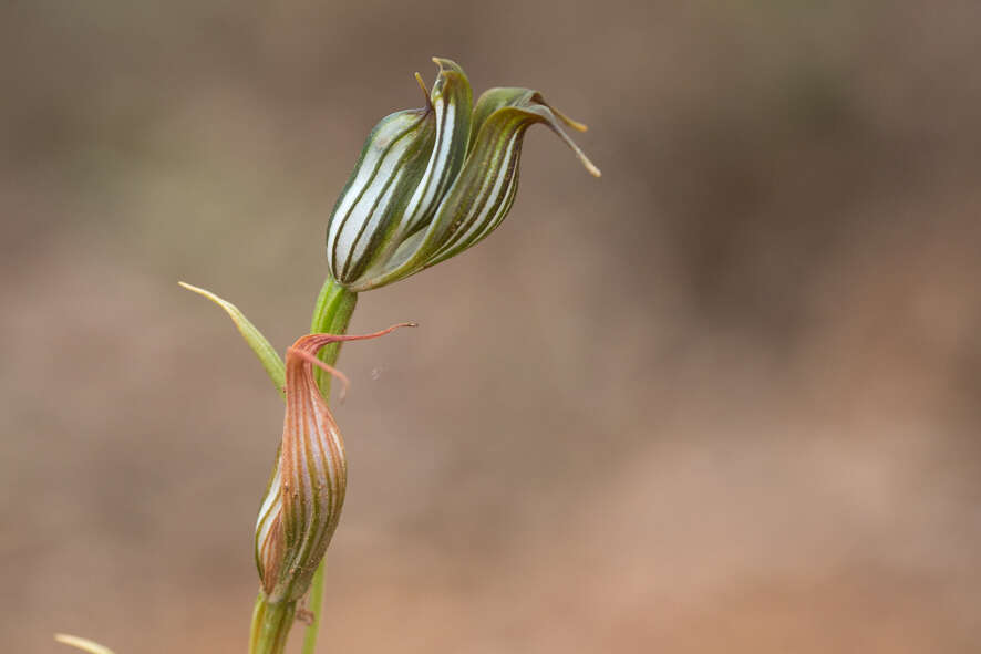 Image of Jug orchid