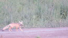 Plancia ëd Vulpes corsac (Linnaeus 1768)