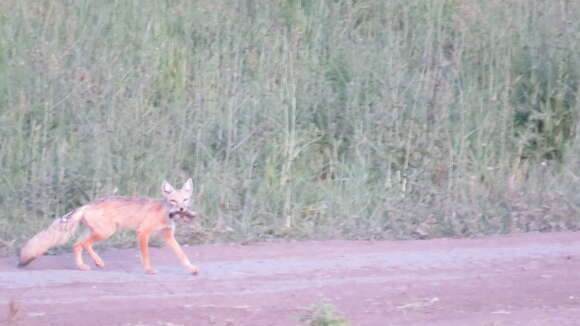 Слика од Vulpes corsac (Linnaeus 1768)