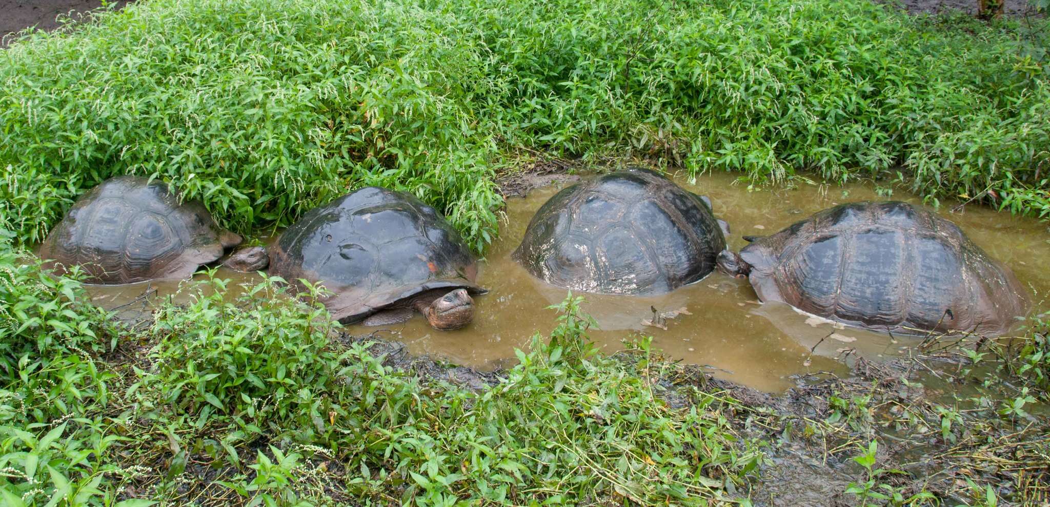 Image of Chelonoidis niger porteri (Rothschild 1903)