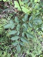 Image of hairy angelica