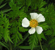 صورة Bidens bigelovii A. Gray