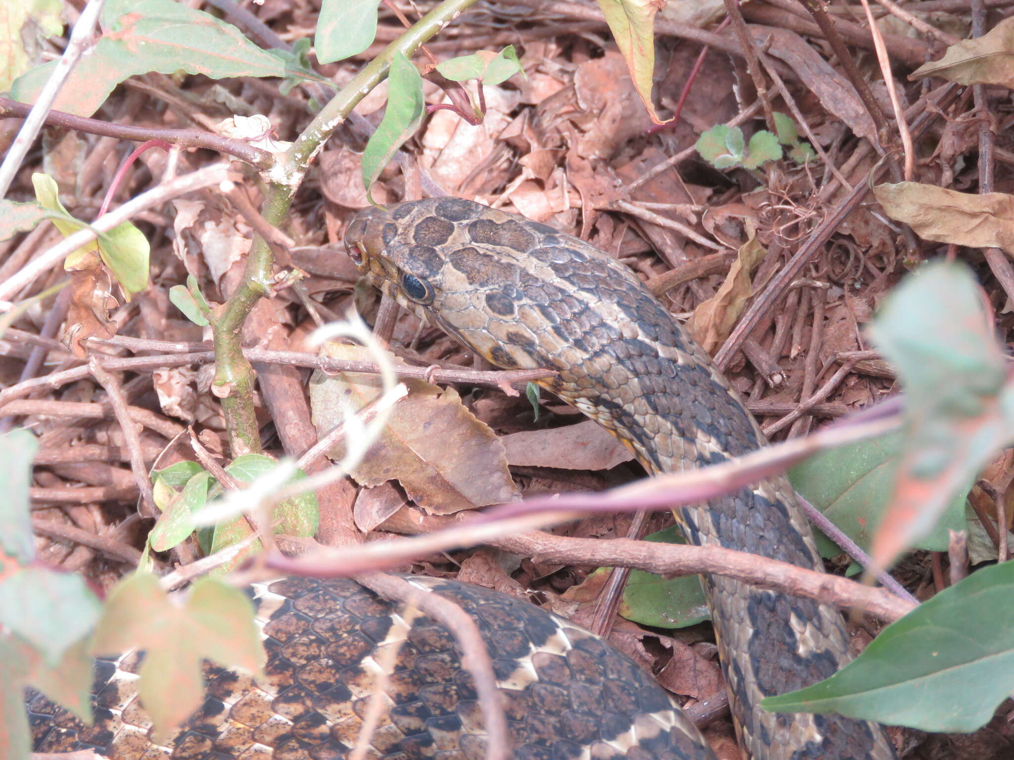 صورة <i>Palusophis bifossatus</i>